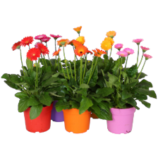Gerbera mix